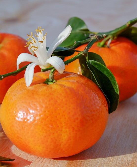 Bosznia egzotikus világa mandarin szürettel